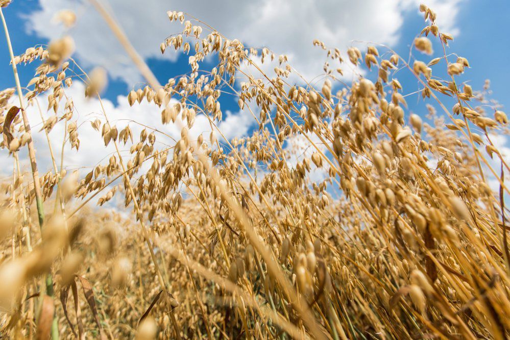 <p>Grochowy k. Konina, 23.07.2014. Owies na polu. (³o/awol )PAP/£ukasz Ogrodowczyk</p>