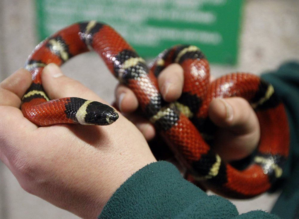<p>Chorzów, 02.01.2013.<br />
 Ze l¹skiego Ogrodu Zoologicznego w Chorzowie w noc sylwestrow¹ skradzione zosta³y dwa pytony królewskie. Sprawca usi³owa³ tak¿e &#8211; tym razem bez powodzenia &#8211; ukraæ lancetog³owa mlecznego ( na zdjêciu). W zamian za skradzione wê¿e z³odziej zostawi³ w ZOO dwa zaskroñce. (ag/cat)<br />
PAP/Andrzej Grygiel</p>