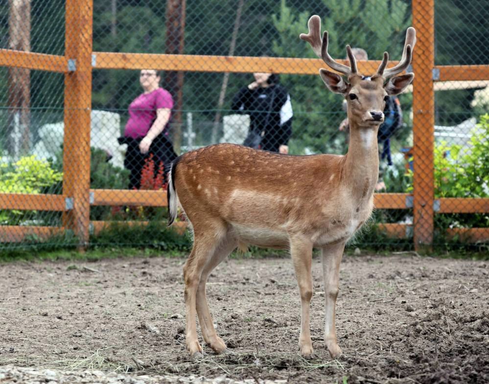 W Zakopanem można podziwiać tatrzańskie zwierzęta nie wychodząc w góry