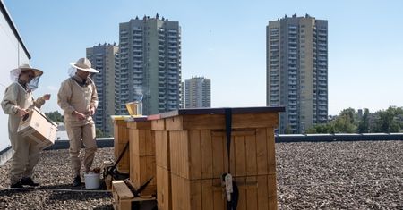Naukowcy: zakładanie pasiek miejskich może szkodzić rodzimym gatunkom pszczół