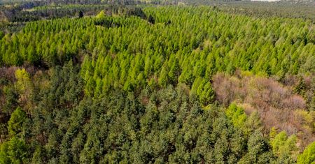 Wzrasta zagrożenie pożarowe lasów; miejscami podatność na zapalenie jest ekstremalna