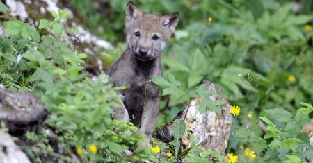 Beskidy: turyści zabrali szczenię wilka; przyrodnicy zwrócą je watasze.