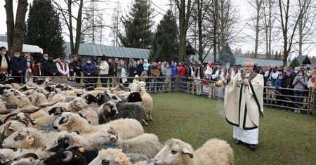 Sezon pasterski opóźniony; oscypki będą w maju