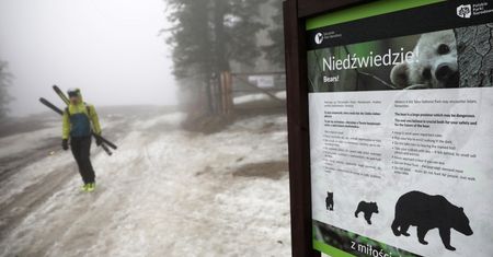 Tatry: niedźwiedzia rodzina w Dolinie Gąsienicowej ma się dobrze.