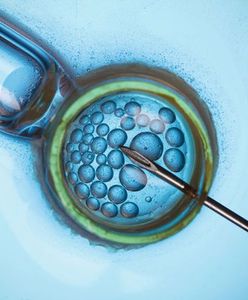 Zamrażanie komórek jajowych pogarsza wyniki in vitro