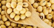 Czy soja jest zdrowa?