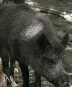 Zarzut dla myśliwego, który zastrzelił człowieka