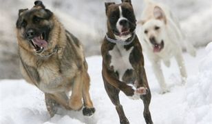 Bądź jak Obama: weź kundelka ze schroniska