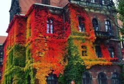 Muzeum Narodowe we Wrocławiu zachwyca internautów na całym świecie