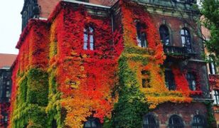Muzeum Narodowe we Wrocławiu zachwyca internautów na całym świecie