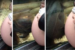 Orangutan całuje ciążowy brzuszek kobiety. Niesamowita reakcja zwierzęcia