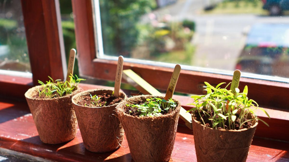 Postaw na parapecie, by zyskać aromatyczne przyprawy. Bogactwo witamin i antyoksydantów