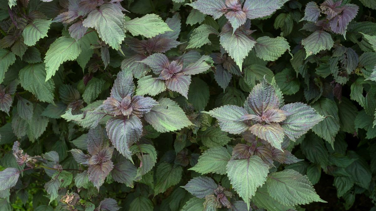 Perilla frutescens ma działanie antyoksydacyjne i przeciwzapalne