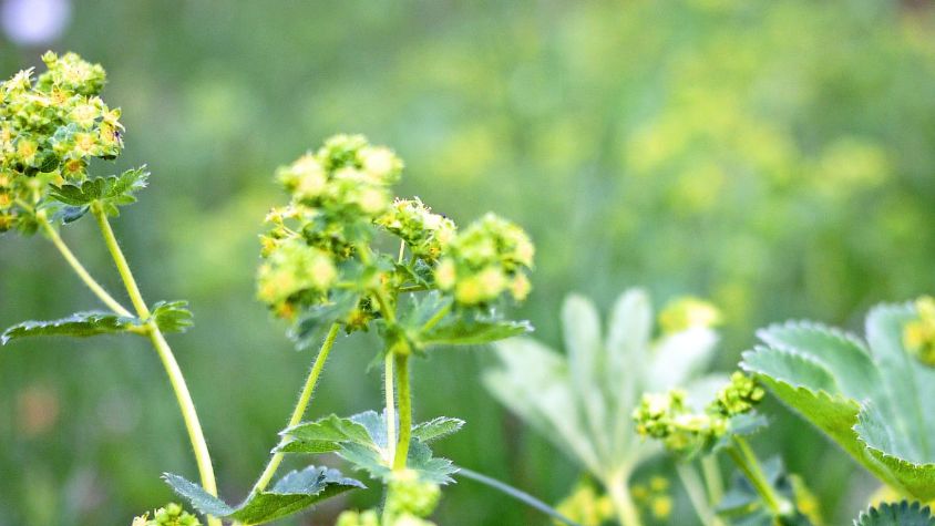 Przywrotnik pospolity (łac. Alchemilla vulgaris) to prosta w uprawie roślina wieloletnia należąca do rodziny różowatych. 
