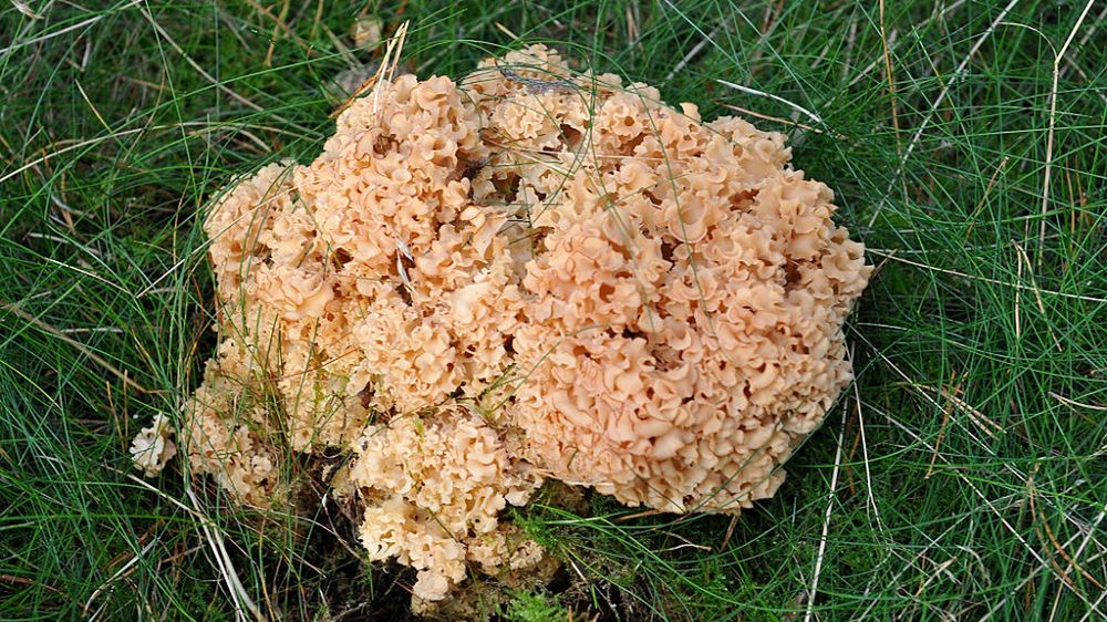 Móżdżek, koralowiec, krowia morda. Jeden z najdziwniejszych przedstawicieli świata grzybów