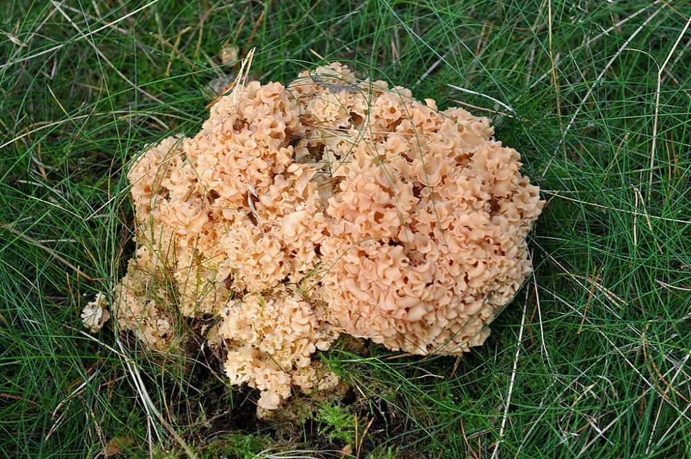 Jeden z najdziwniejszych grzybów na świecie. To prawdziwy rarytas