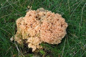Jeden z najdziwniejszych grzybów na świecie. To prawdziwy rarytas