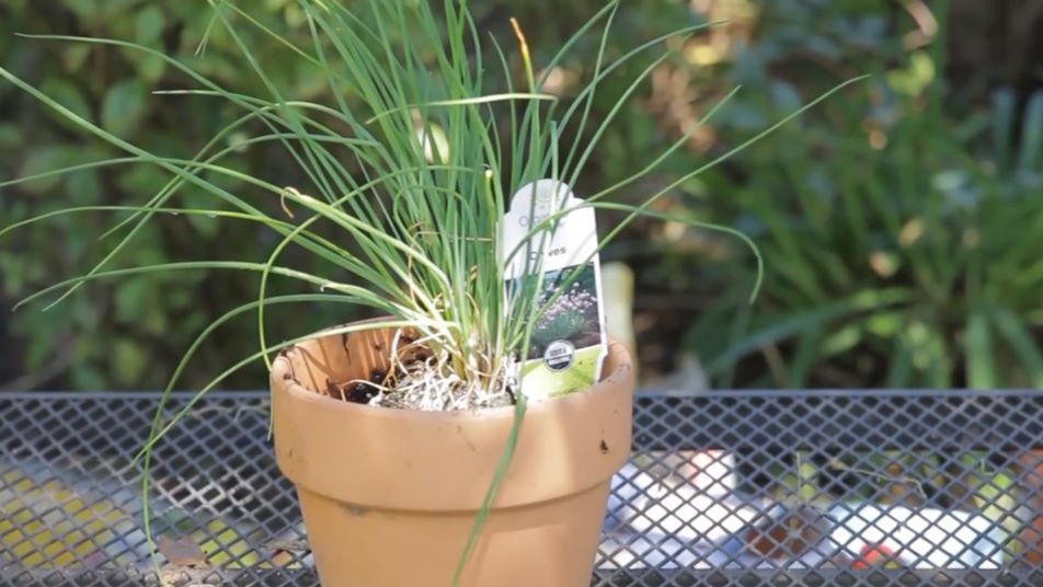 Szczypior w doniczce