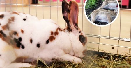 Krwawa masakra w mini zoo. 9-latek nie okazywał żadnych emocji
