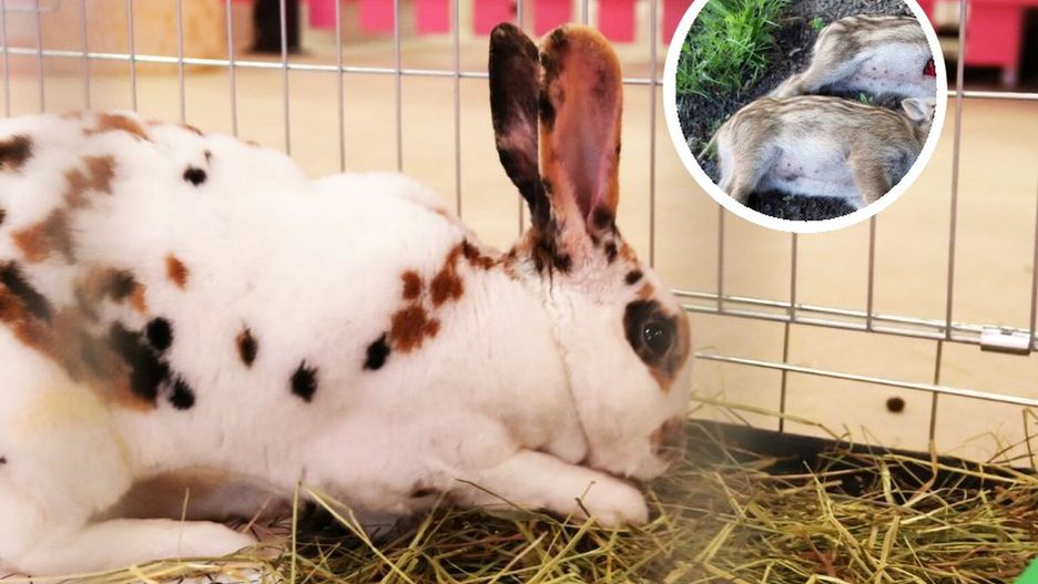 9-latek zamordował 11 zwierzaków w mini zoo. Po makabrycznej rzezi nie okazał żadnych emocji