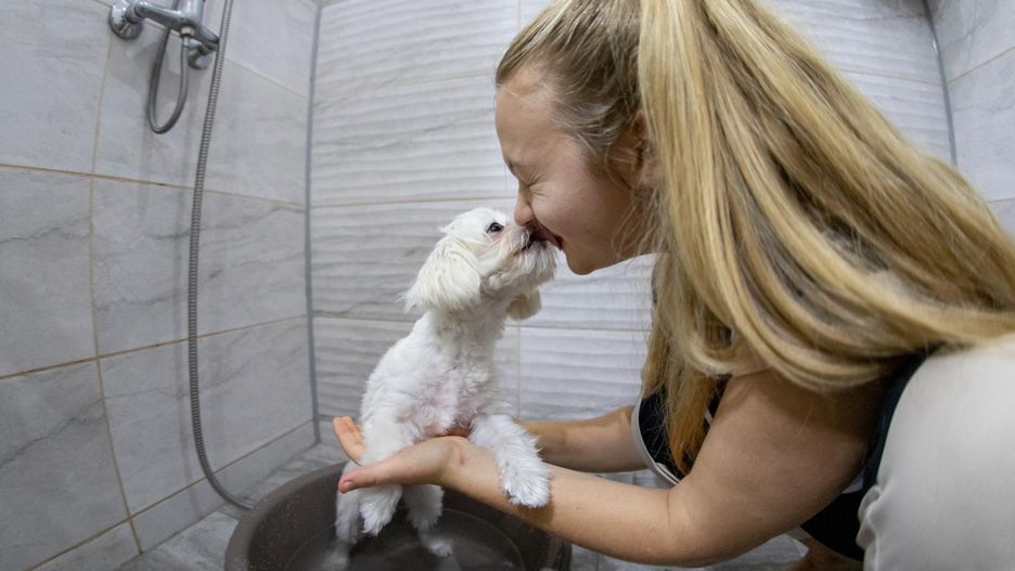 Ten wyraz miłości możemy przypłacić zdrowiem. "Nie pozwalajmy psom lizać naszych twarzy"