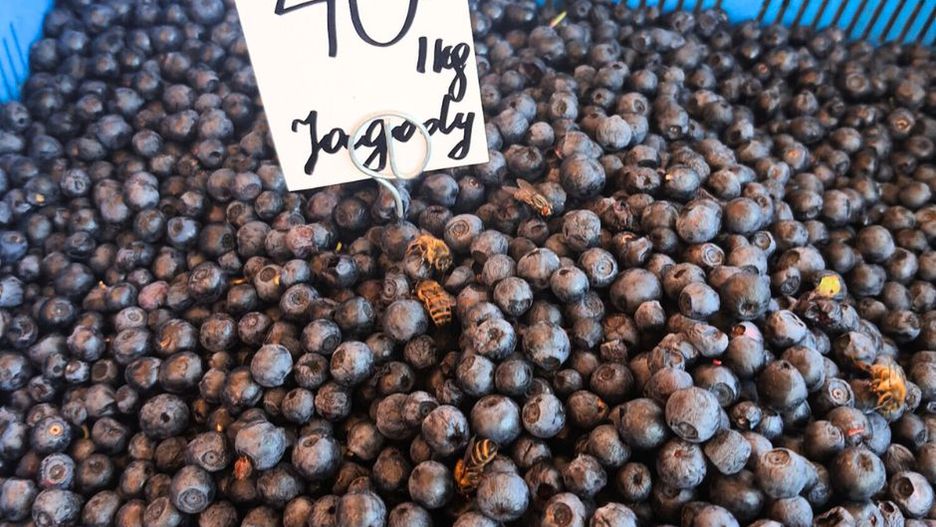 Leśnie zagrożenie czai się na krzaczku jagód. Skutki mogą być katastrofalne