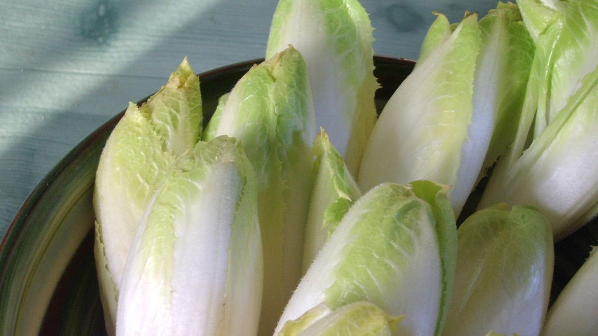 Cykoria nie tylko do kawy. Działa jak balsam dla jelit i pomaga kontrolować cukier