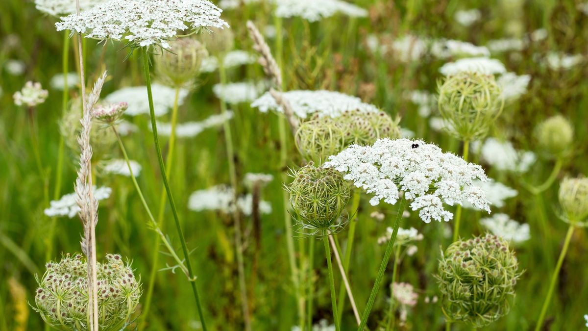 Aminek egipski przypomina nieco koper włoski