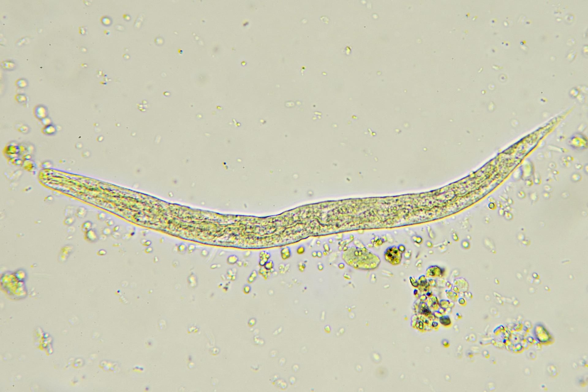 Wylęganie larw w jelicie cienkim