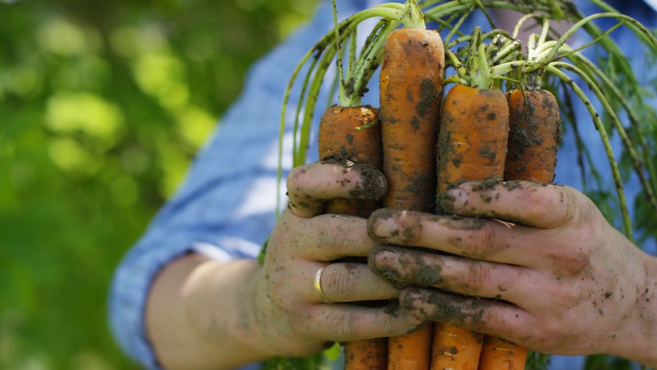 Właściwości beta-karotenu. Chroni przed promieniowaniem UV (WIDEO)