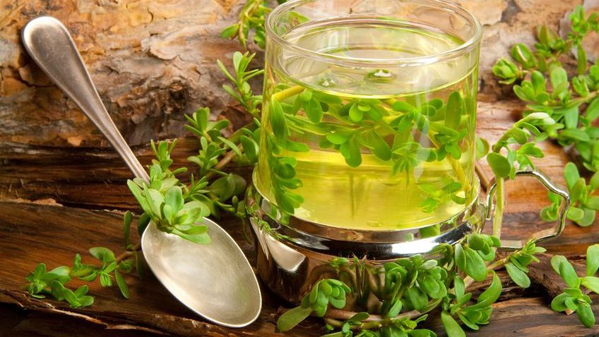 Bacopa monnieri wspomaga pracę mózgu