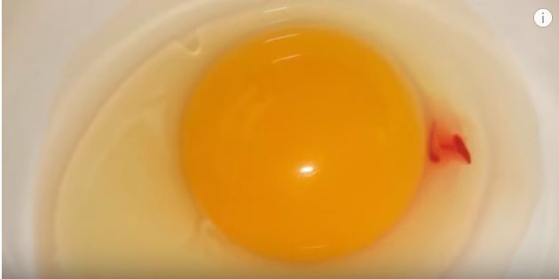 Plamka krwi w jajku, wbrew obiegowej opinii, nie jest zarodkiem kurczaka