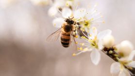  Kampania edukacyjna Fundacji Centrum Walki z Alergią  " Alergia na jad owadów – świadomy pacjent"