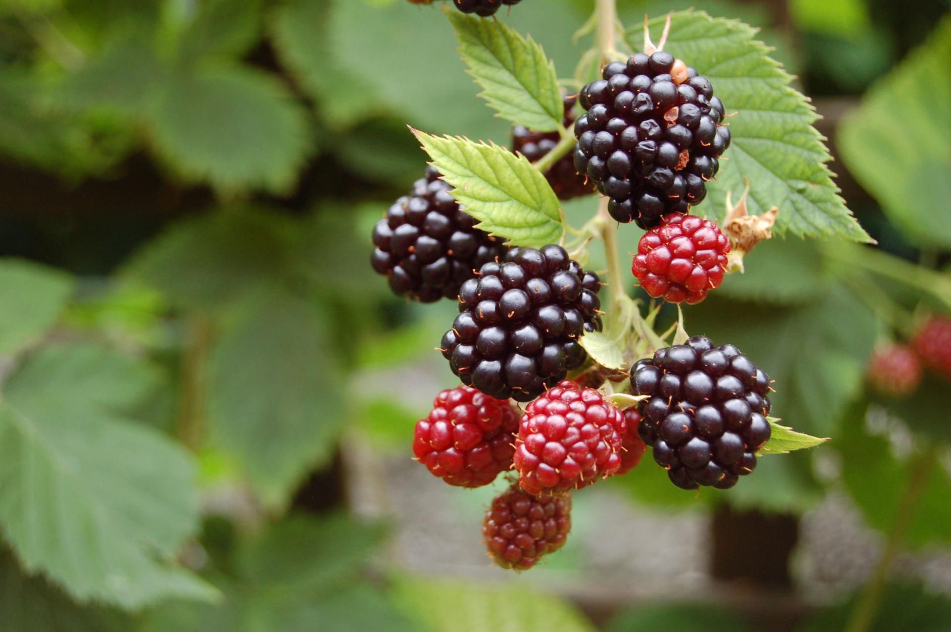 Aby uniknąć bąblowicy, myj owoce przed zjedzeniem