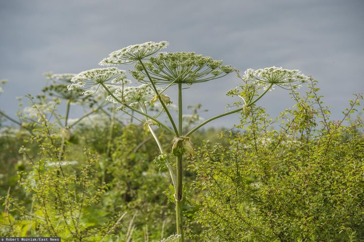 Barszcz Sosnowskiego to silnie toksyczna roślina porastająca nieużytki rolne i pobocza dróg