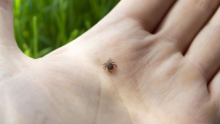 Zapach, który odstrasza kleszcze. Te rośliny świetnie się sprawdzą