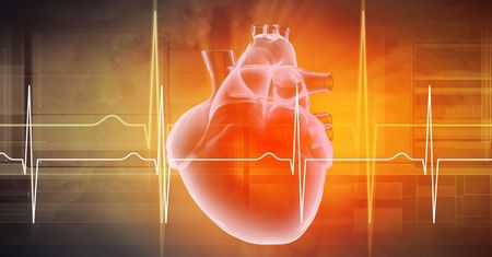 Serce – anatomia człowieka. Gdzie jest serce i jak jest zbudowane ?