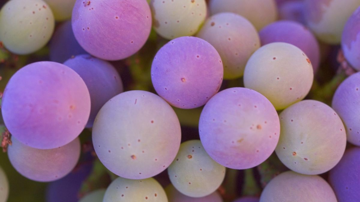 Wkrótce rozpoczyna się sezon. Jesienne skarby, które powinny znaleźć się na talerzu