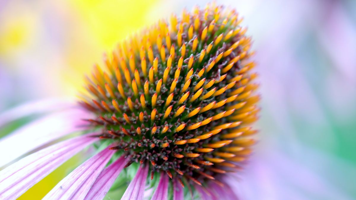 Echinacea dla celów leczniczych uprawiana jest w Europie i Azji