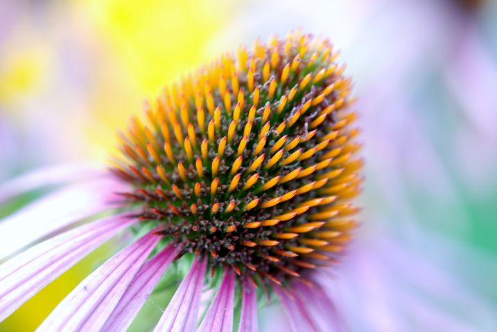 Echinacea dla celów leczniczych uprawiana jest w Europie i Azji