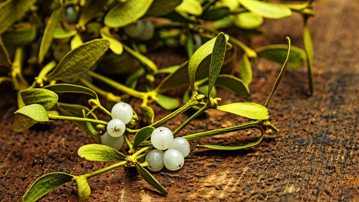 Już w starożytności wierzono, że jemioła ma magiczną moc