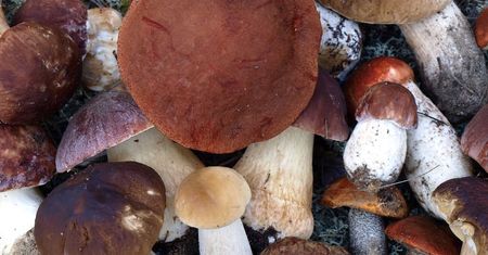 4 osoby nie żyją po zatruciu muchomorem sromotnikowym. Gdzie i jak bezpiecznie kupować grzyby?
