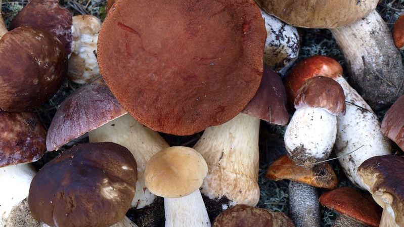 Grzyby - jak je bezpiecznie kupować?