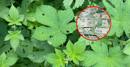 Tych roślin nie sadź w ogrodzie. Są trujące i można zapłacić nawet milion złotych kary