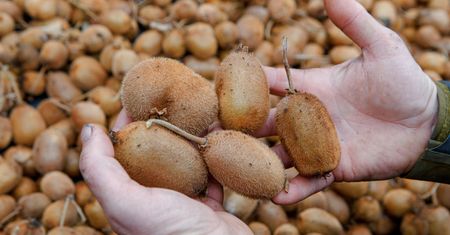 Codziennie jedli po trzy kiwi. Taki był rezultat