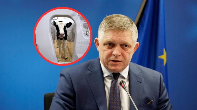 Pryszczyca u sąsiada Polski. Takie są objawy choroby