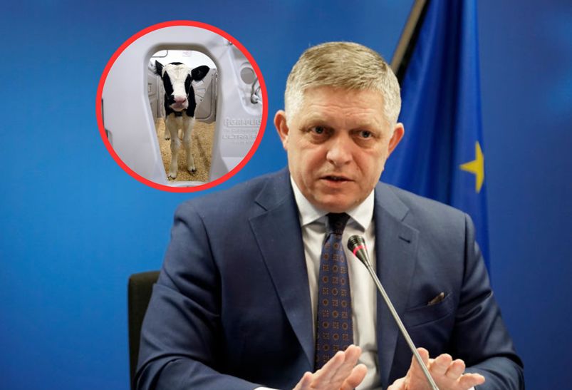 Pryszczyca na Słowacji i stan nadzywczajny. Czy ta choroba jest groźna dla ludzi?