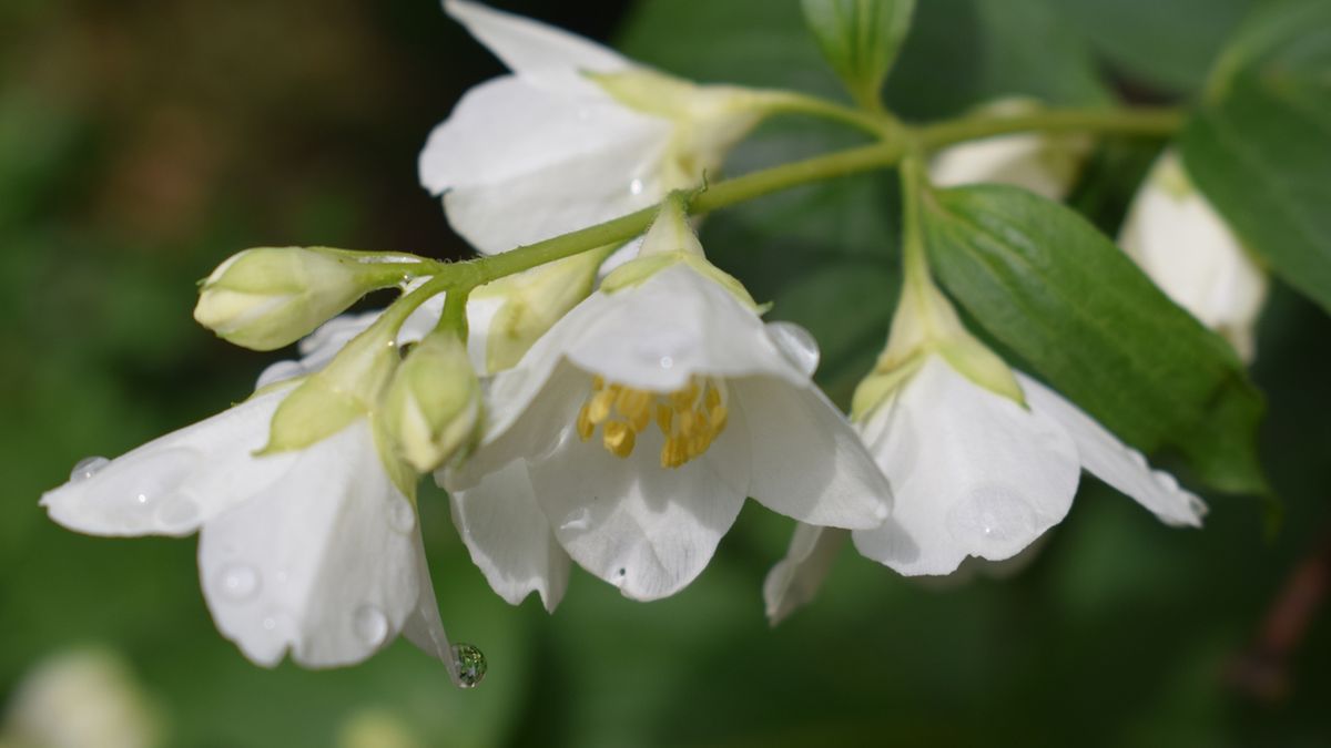 Jaśminowiec to krzew z rodziny hortensjowatych.