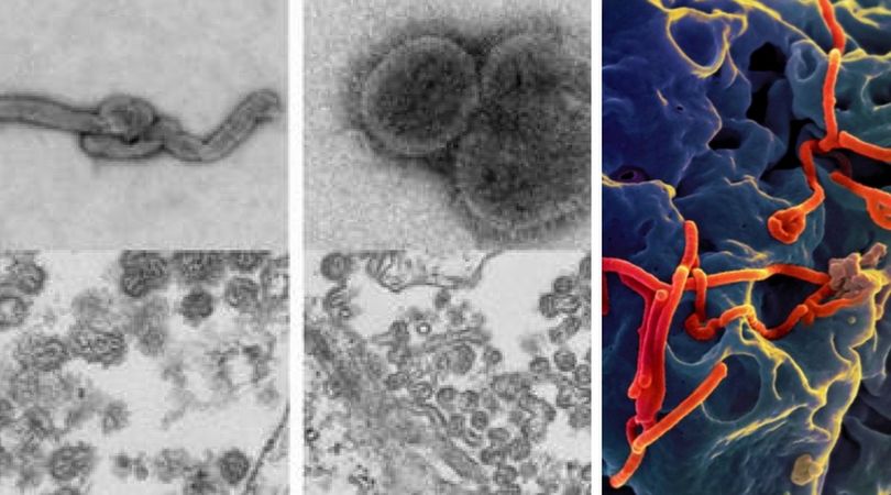 Rozwój wirusa Bourbon w ciele człowieka