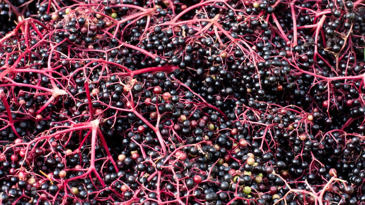 Prawdziwa skarbnica zdrowia rośnie w Polsce. Nazywana "apteczką Pana Boga"